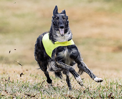 2024 AKC Lure Coursing Special 2nd