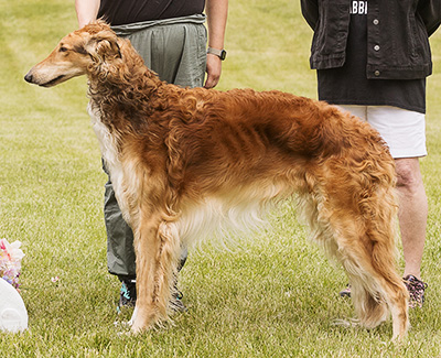 2024 AKC Lure Coursing Special 3rd