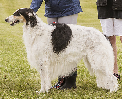 2024 AKC Lure Coursing Veteran 1st
