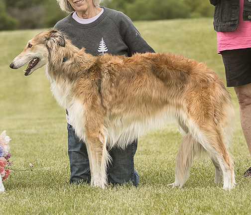 2024 ASFA Lure Coursing Best of Breed