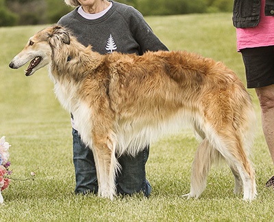 2024 ASFA Lure Coursing Open 1st
