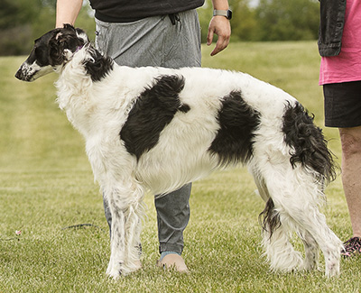 2024 ASFA Lure Coursing Open 2nd