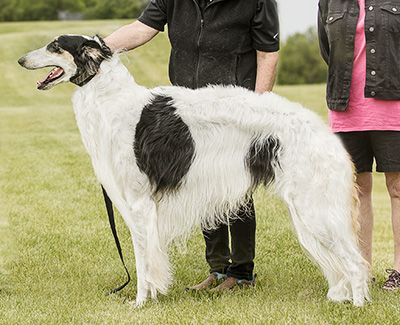 2024 ASFA Lure Coursing Open 4th