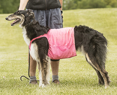 2024 ASFA Lure Coursing Special 1st