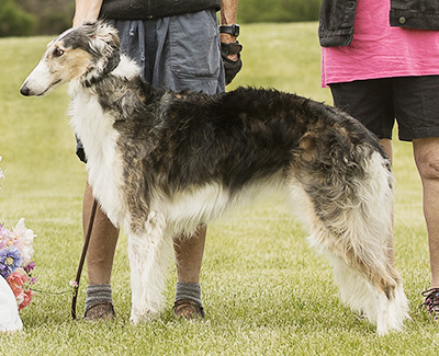 2024 ASFA Lure Coursing Field Champion 2nd