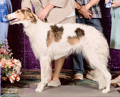 2024 Bitch, Amerian Bred - 1st