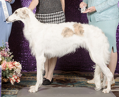 2024 Bitch, Amerian Bred - 4th