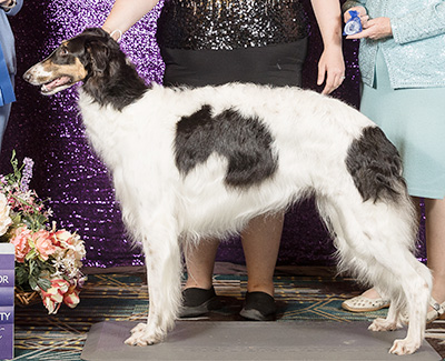 2024 Bitch, Bred by Exhibitor - 1st
