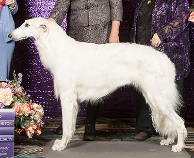 2024 Bitch, Bred by Exhibitor - 2nd