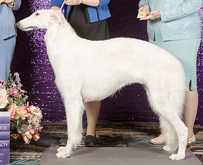 2024 Bitch, Bred by Exhibitor - 3rd