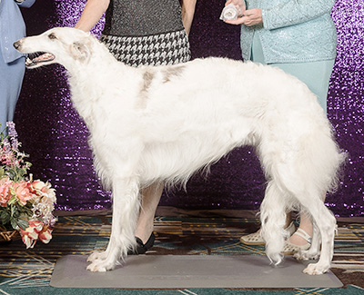 2024 Bitch, Bred by Exhibitor - 4th