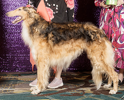 1992 Best Bred By Exhibitor In Specialty