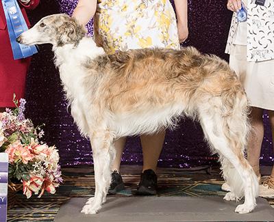 2024 Dog, 12 months and under 18 - 1st