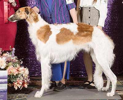 2024 Dog, 12 months and under 18 - 2nd