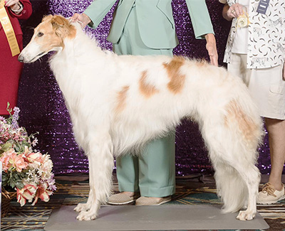 2024 Dog, 12 months and under 18 - 3rd