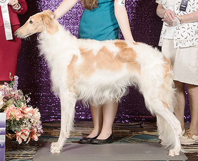 2024 Dog, 12 months and under 18 - 4th
