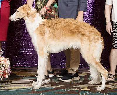 2024 Dog, 6 months and under 9 - 1st