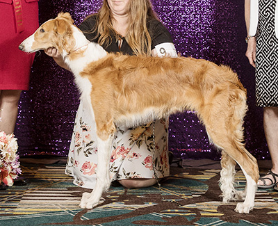 2024 Dog, 6 months and under 9 - 2nd