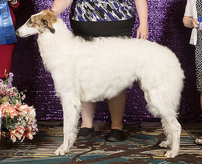 2024 Dog, 9 months and under 12 - 1st