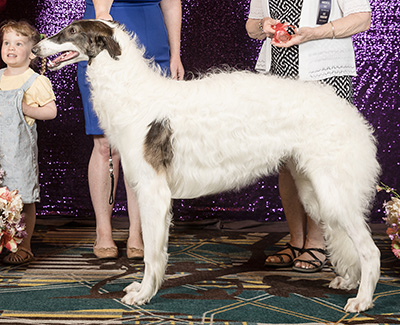 2024 Dog, 9 months and under 12 - 2nd
