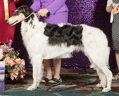 2024 Dog, 9 months and under 12 - 3rd
