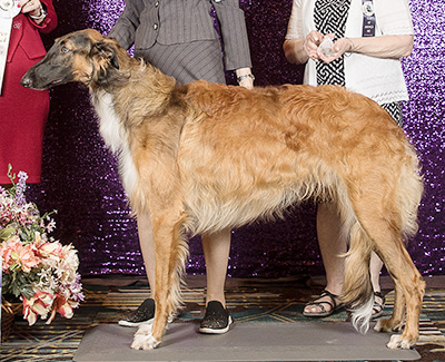 2024 Dog, 9 months and under 12 - 4th