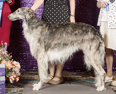 2024 Dog, Amerian Bred - 1st