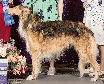 2024 Dog, Bred by Exhibitor - 1st