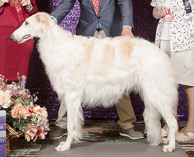 2024 Dog, Bred by Exhibitor - 2nd