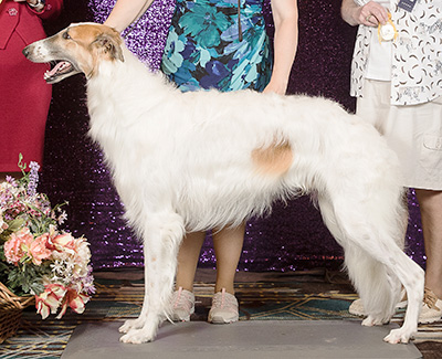 2024 Dog, Bred by Exhibitor - 3rd