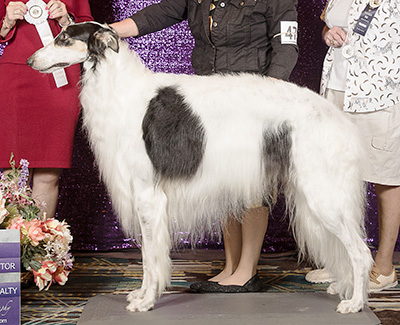 2024 Dog, Bred by Exhibitor - 4th