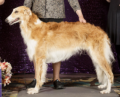 2024 Futurity Dog, 12 months and under 15 - 1st