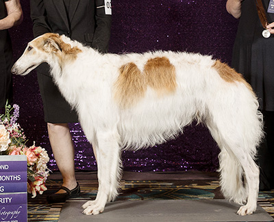 2024 Futurity Dog, 12 months and under 15 - 2nd