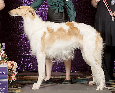 2024 Futurity Dog, 15 months and under 18 - 1st