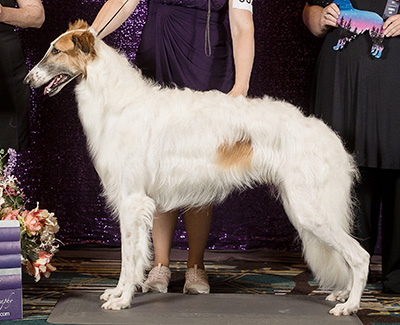 2024 Futurity Dog, 18 months and under 21 - 1st