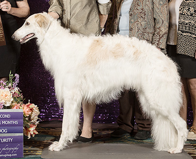 2024 Futurity Dog, 18 months and under 21 - 2nd