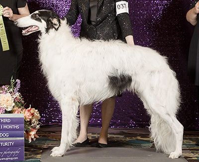 2024 Futurity Dog, 18 months and under 21 - 3rd
