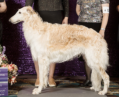 2024 Futurity Dog, 18 months and under 21 - 4th