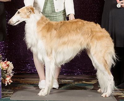 2024 Futurity Dog, 21 months and under 24 - 1st