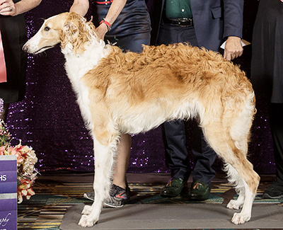 2024 Futurity Dog, 6 months and under 9 - 1st