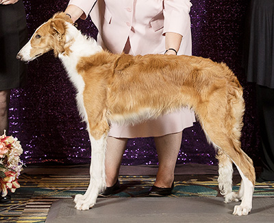 2024 Futurity Dog, 6 months and under 9 - 2nd