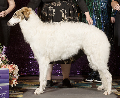 2024 Futurity Dog, 9 months and under 12 - 1st