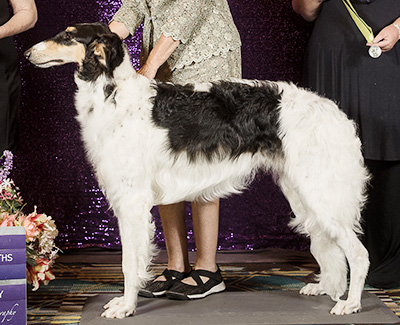 2024 Futurity Dog, 9 months and under 12 - 3rd
