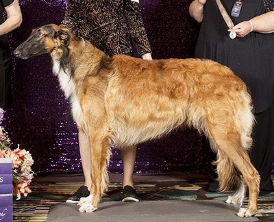 2024 Futurity Dog, 9 months and under 12 - 4th