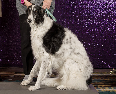 2024 Obedience Novice Class 'B' - 1st