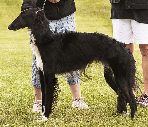 2024 Best in Power Paws Competition