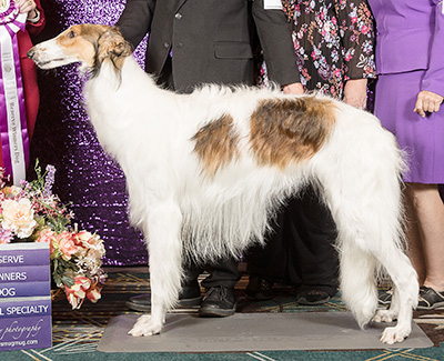 2024 Reserve Winners Dog
