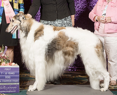 2024 Dual Champion Stakes Dog, 7 to 10 years - 1st