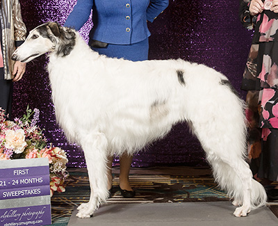 2019 Puppy Sweepstakes Dog, 21 months and under 24 - 1st