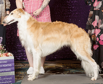 2019 Puppy Sweepstakes Dog, 21 months and under 24 - 2nd